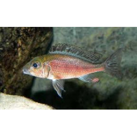 Callochromis  macrops red  4-5 cm