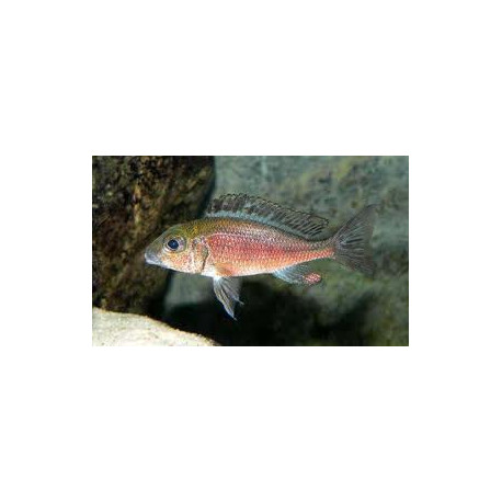 Callochromis  macrops red  4-5 cm