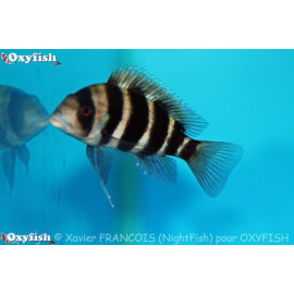 Cyphotilapia frontosa 3.5-4.0 cm