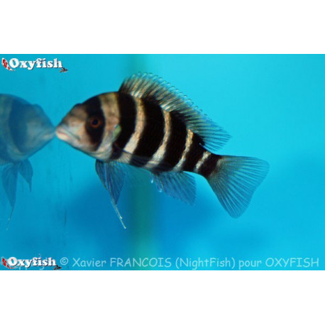 Cyphotilapia frontosa 3.5-4.0 cm