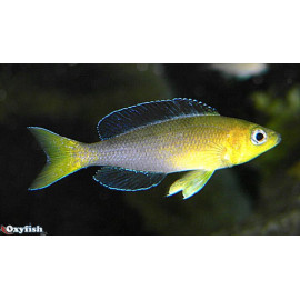 Cyprichromis leptosoma  jumbo kipili gold (tricolore)  7.00 cm