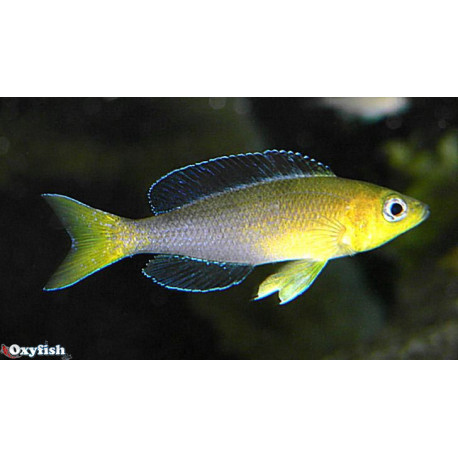Cyprichromis leptosoma  jumbo kipili gold (tricolore)  7.00 cm