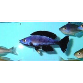 Cyprichromis leptosoma  jumbo speckleback moba f1  5.00 cm