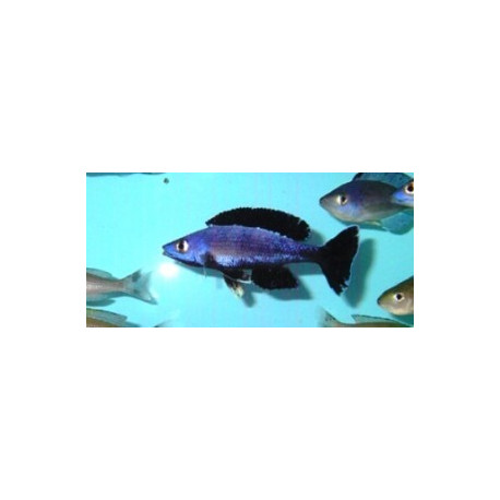 Cyprichromis leptosoma  jumbo speckleback moba f1  5.00 cm