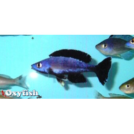 Cyprichromis leptosoma  jumbo speckleback moba f1  5.00 cm