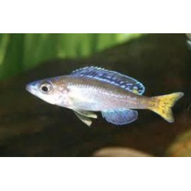 Cyprichromis leptosoma (m) 5-6 cm