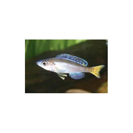 Cyprichromis leptosoma (m) 5-6 cm