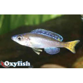 Cyprichromis leptosoma (m) 5-6 cm
