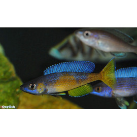 Cyprichromis leptosoma jumbo kitumba  4 - 5 cm