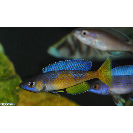 Cyprichromis leptosoma jumbo kitumba  4 - 5 cm