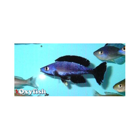 Cyprichromis leptosoma jumbo speckleback moba f1  8 - 9 cm
