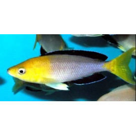Cyprichromis leptosoma jumbo yellow  (m) 5-6 cm