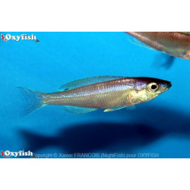 Cyprichromis leptosoma utinta fluorescent   5-6 cm