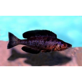 Cyprichromis microlepidotus black kiriza  f1 5.00 cm