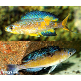 Cyprichromis microlepidotus mboko  f1 5.00 cm