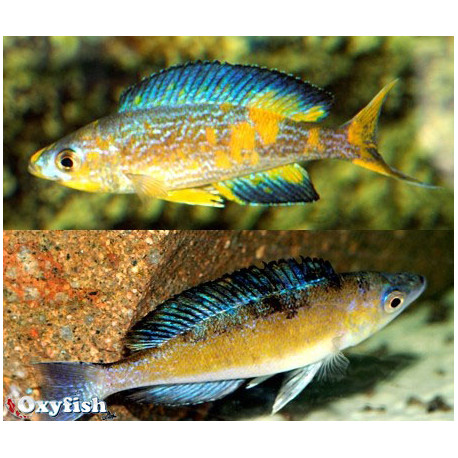 Cyprichromis microlepidotus mboko  f1 5.00 cm