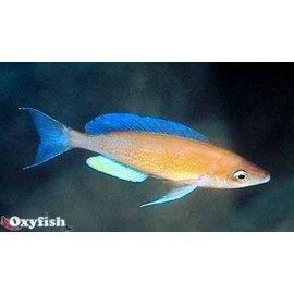 Cyprichromis pavo moliro (ml) 5 - 6 cm