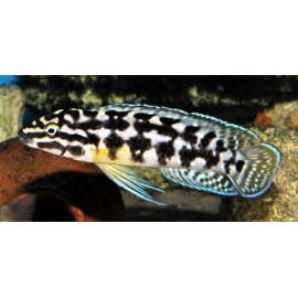 Julidochromis Transcriptus Gombi 3.5-4.5 cm