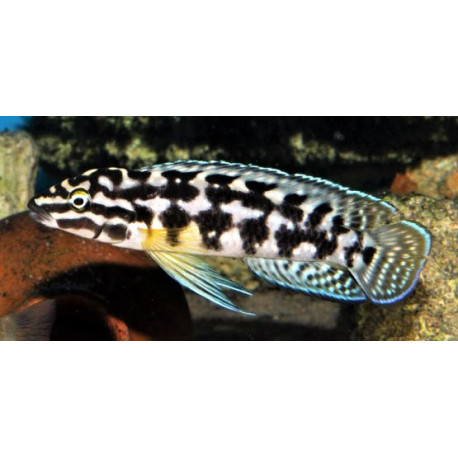 Julidochromis Transcriptus Gombi 3.5-4.5 cm