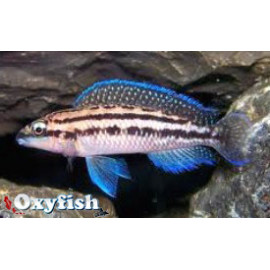 Julidochromis dickfeldi cichlide ligne bleue (m) 4.00 cm