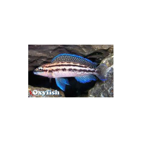 Julidochromis dickfeldi cichlide ligne bleue (m) 4.00 cm