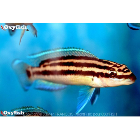 Julidochromis ornatus  3-4 cm
