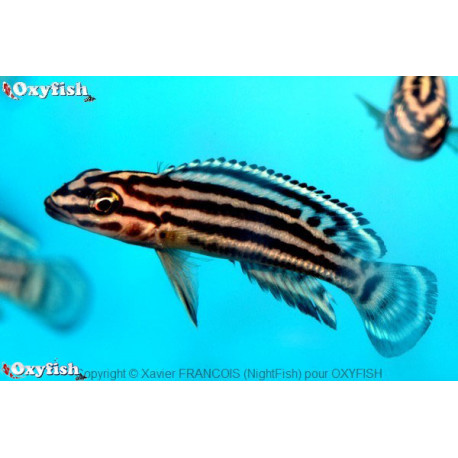 Julidochromis regani   3.5-4 cm