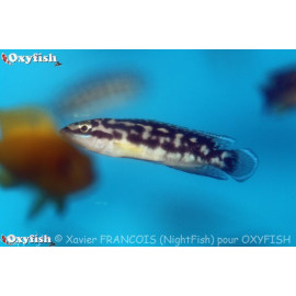 Julidochromis transcriptus noir & blanc (m) 3.5 - 4 cm