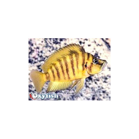 Lamprologus compressiceps gold (m) 3-4 cm