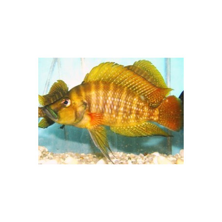 Lamprologus compressiceps red (ml) 5.00 cm