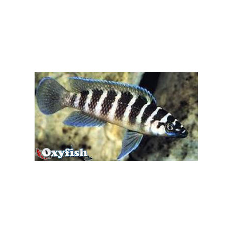 Lamprologus cylindricus (m) 4.00 cm