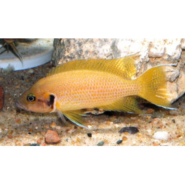 Lamprologus heliantus (m) 3-4 cm