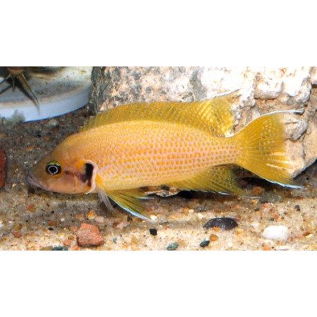 Lamprologus heliantus (m) 3-4 cm