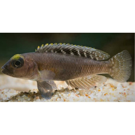 Lamprologus ornatipinis (m) 3-4 cm