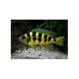 Lamprologus Sexfasciatus Tanzania Gold 3.5-4 cm