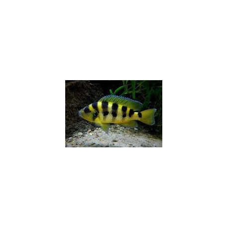 Lamprologus Sexfasciatus Tanzania Gold 3.5-4 cm