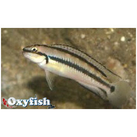 Telmatochromis vittatus  4-4.5 cm