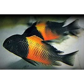 Tropheus moorii orange i (l) 4-5 cm