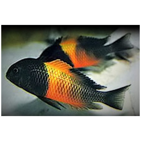 Tropheus moorii orange i (l) 4-5 cm