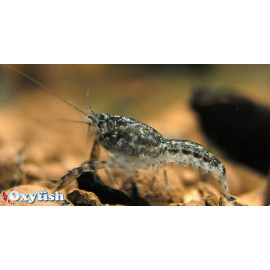 Cambarellus Puer Ecrevisse Naine des marais 1.5 cm