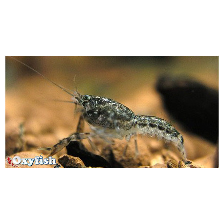 Cambarellus Puer Ecrevisse Naine des marais 1.5 cm