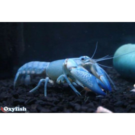 Procambarus Alleni - homard bleu  4-5cm