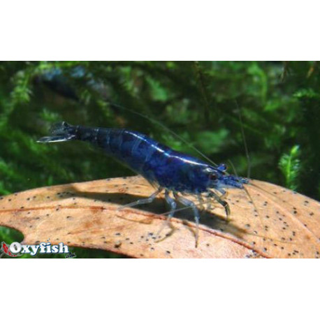 Neocaridina Heteropoda Blue Diamond 1.5-1.8 cm