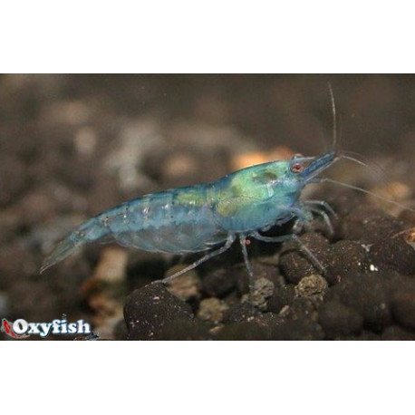 Neocaridina Heteropoda  Blue Pearl 1.5-1.8 cm