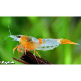 Neocaridina heteropoda orange rili   1.5-1.8 cm