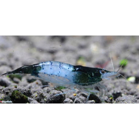 Neocaridina Heteropoda Rili Black Rili   1.5-1.8 cm