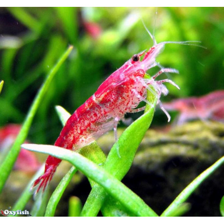 Neocaridina Heteropoda Super Red Cherry 1.5 cm