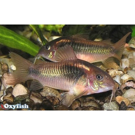 Corydoras Aeneus Bronze 4.00 cm