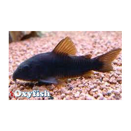 Corydoras Black Venezuela 2 - 3 cm