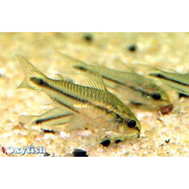 Corydoras pygmaeus elevage 1-2 cm